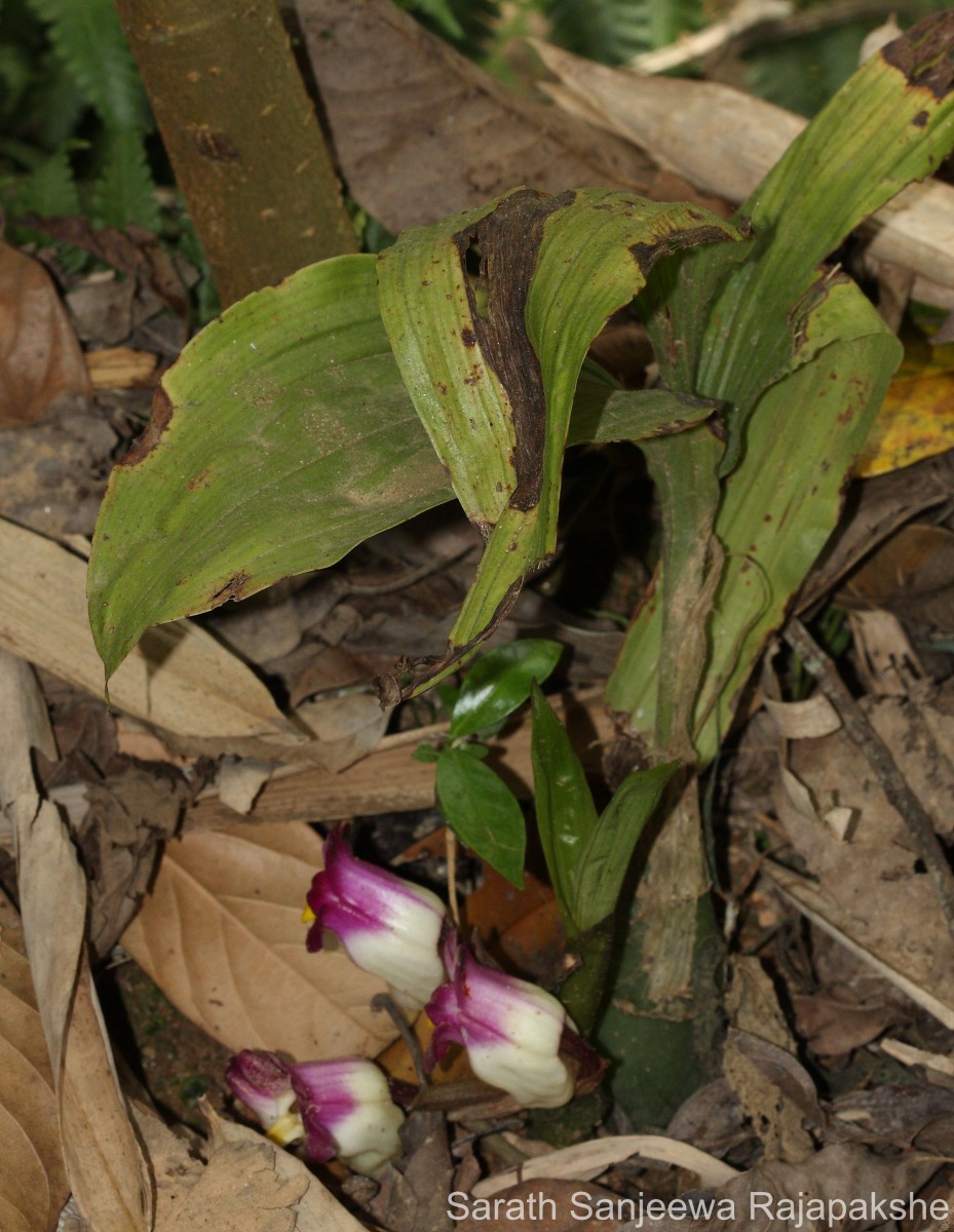 Acanthophippium bicolor Lindl.